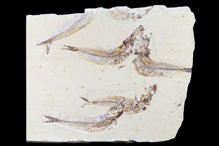 Cretaceous Fossil Fish (Scrombroclupea) Cluster - Hakel, Lebanon #173373